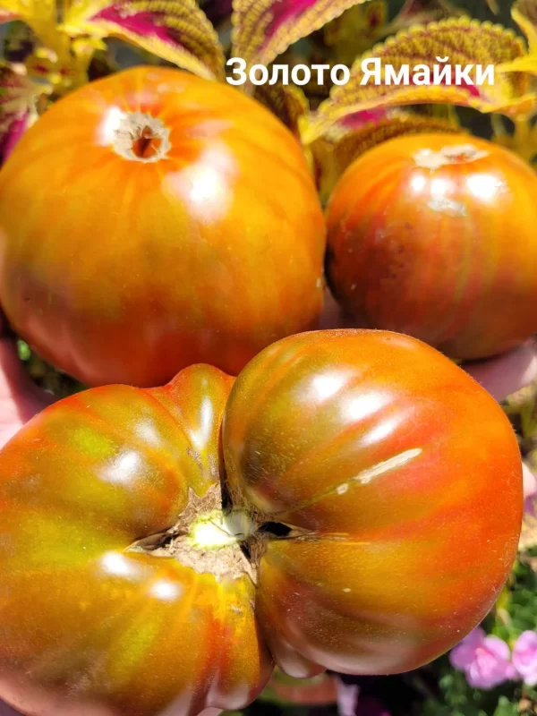 Jamaican Gold /Золото Ямайки