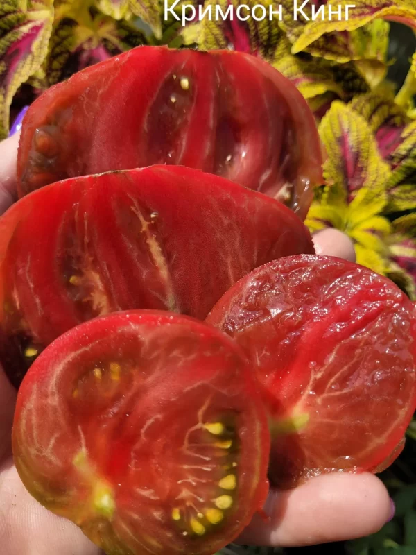 King Crimson Король Кримсон — изображение 2