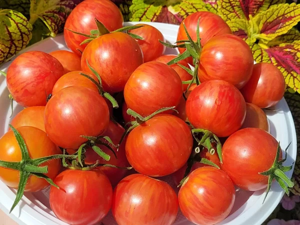 Raspberry Burst  Малиновый Взрыв