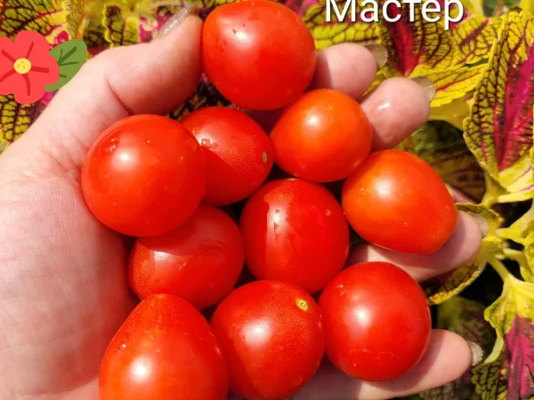 Master  Мастер