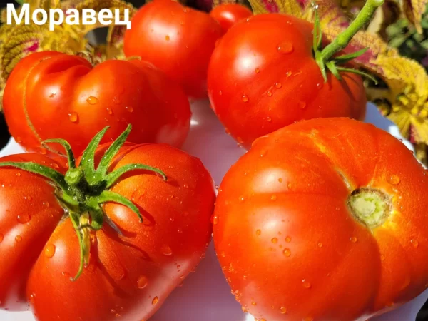 Моравец (Сербия)