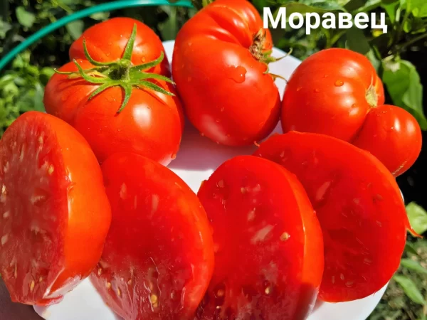 Моравец (Сербия) — изображение 2