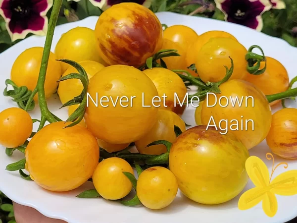 Never Let Me Down  Никогда Не Подводи Меня