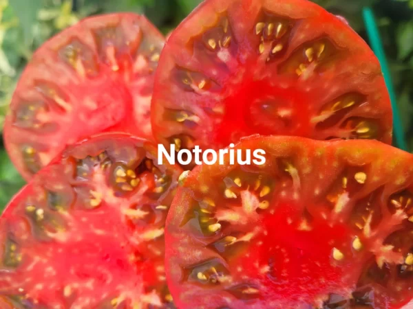 Notorius  Ноториус — изображение 3