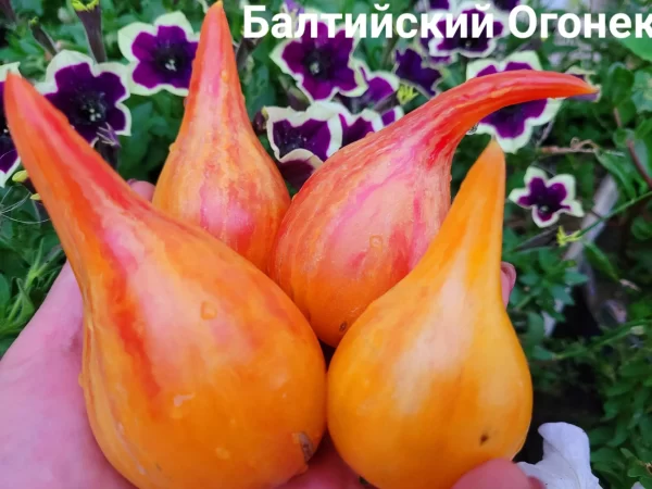 Балтийский Огонек — изображение 2