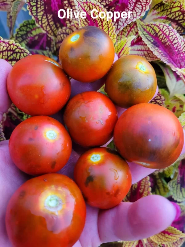 COPPER OLIVE Медная Оливка