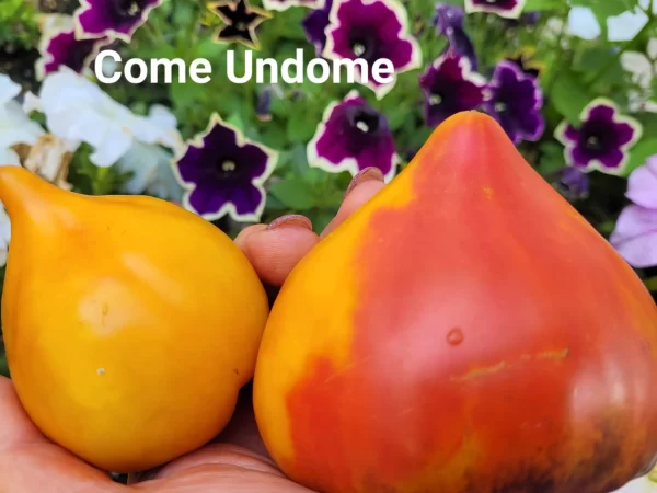 Come Undome Открыть Душу — изображение 3