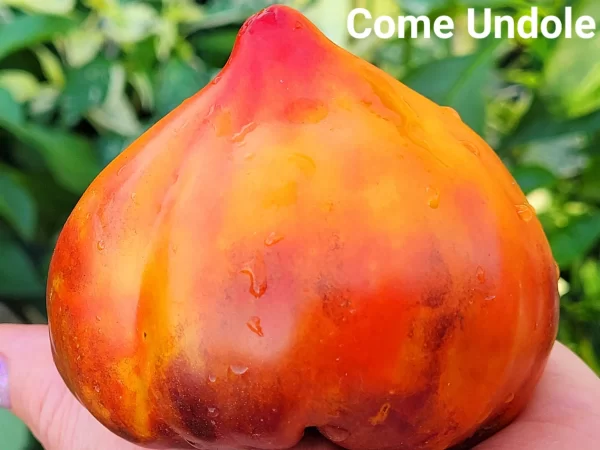 Come Undome Открыть Душу