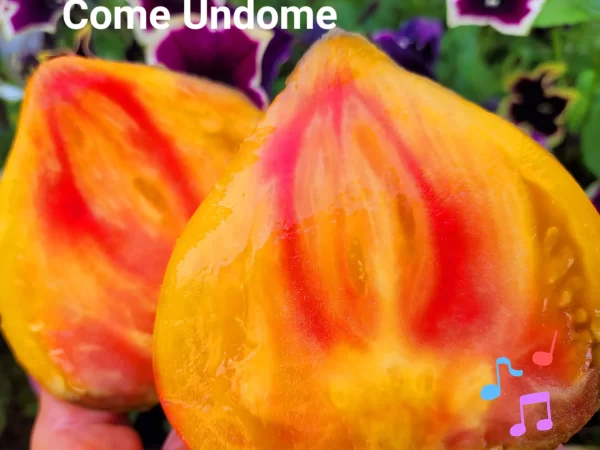 Come Undome Открыть Душу — изображение 2