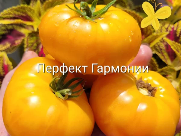 Совершенная гармония (Dwarf Perfect Harmony)