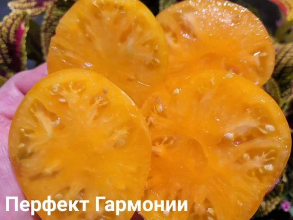 Совершенная гармония (Dwarf Perfect Harmony) — изображение 2