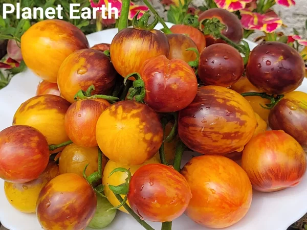 Planet Earth  Планета Земля