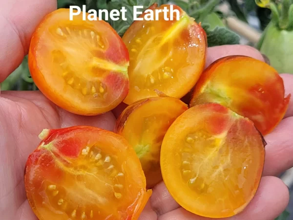 Planet Earth  Планета Земля — изображение 2