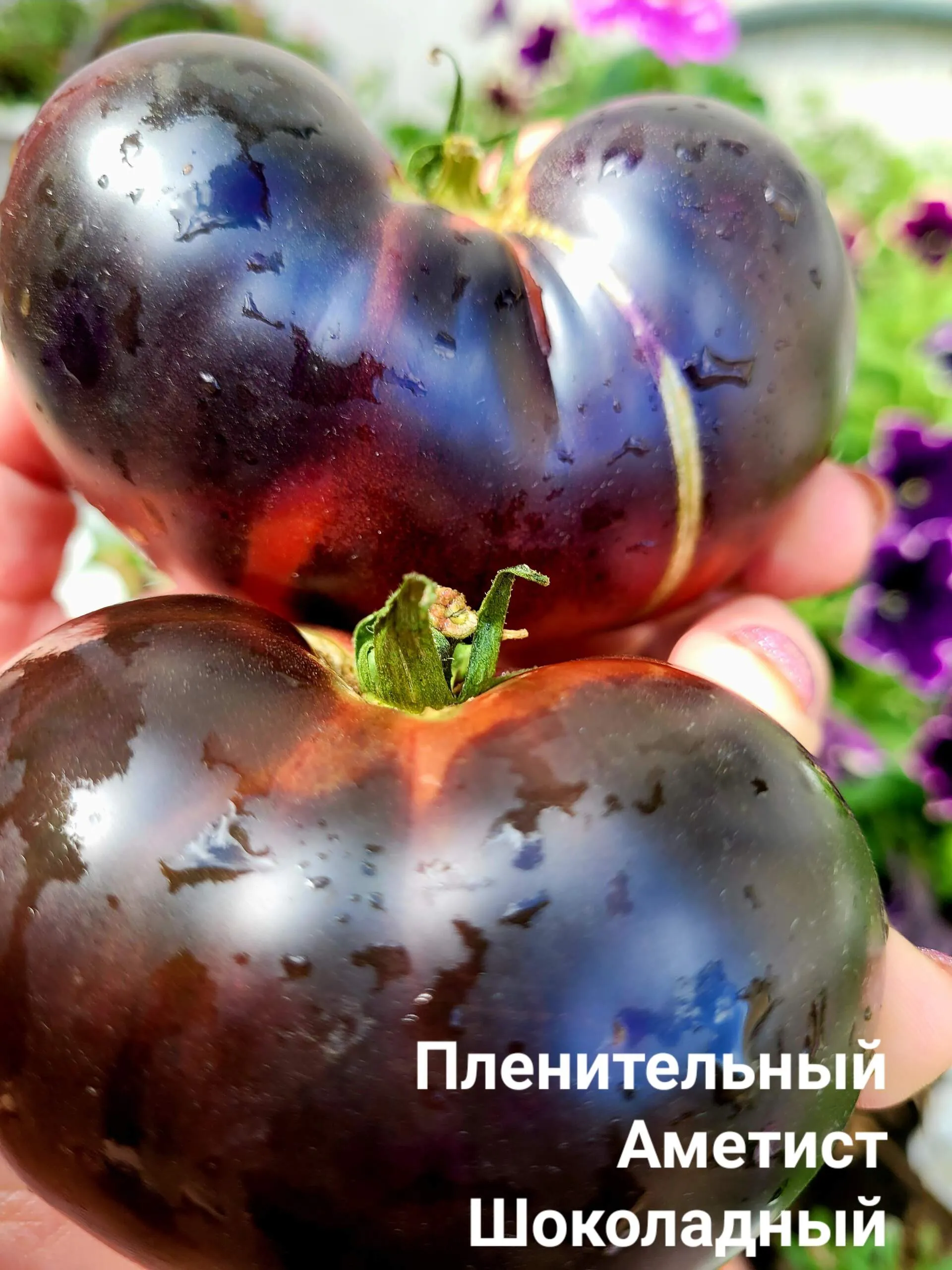 Пленительный Аметист Шоколадный — изображение 4