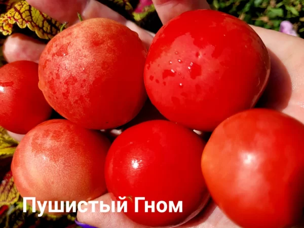 Пушистый гном