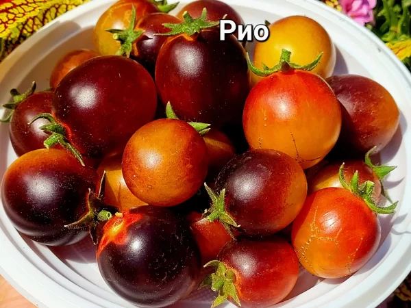 Rio Рио