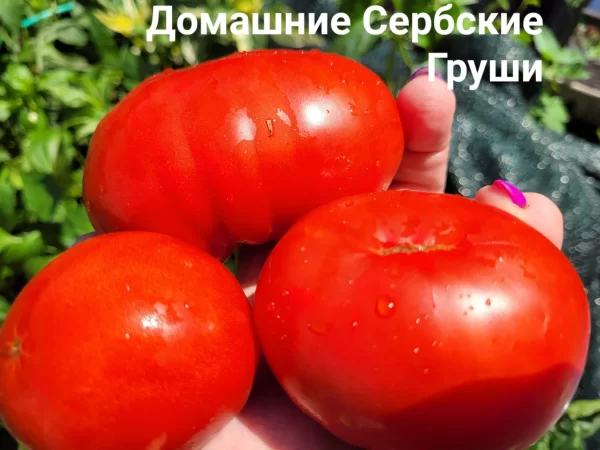 Сербские Домашние Груши