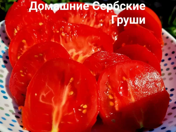 Сербские Домашние Груши — изображение 2
