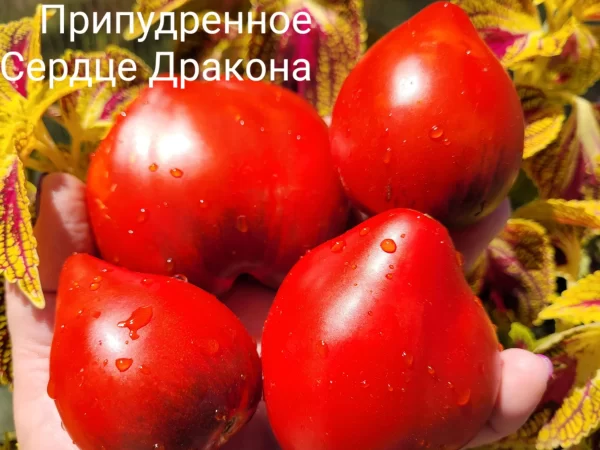 Припудренное Сердце Дракона