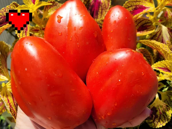 Cuore Lungo Calabro (Длинное Сердце Калабро), Италия