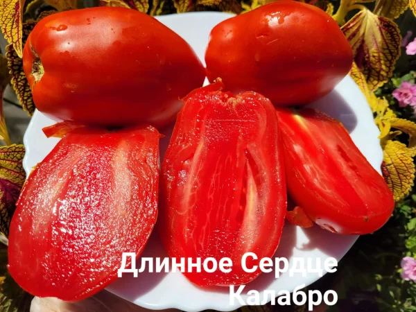 Cuore Lungo Calabro (Длинное Сердце Калабро), Италия — изображение 2