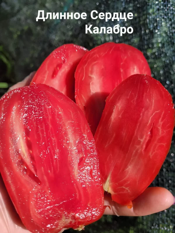 Cuore Lungo Calabro (Длинное Сердце Калабро), Италия — изображение 3