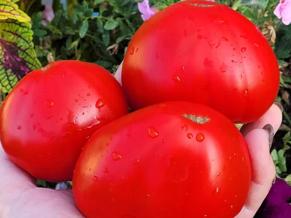 Сердце Красавицы