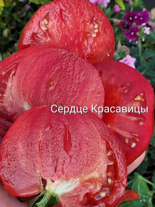 Сердце Красавицы — изображение 2
