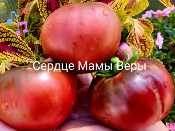 Mother Vera's Heart  Сердце мамы Веры — изображение 2