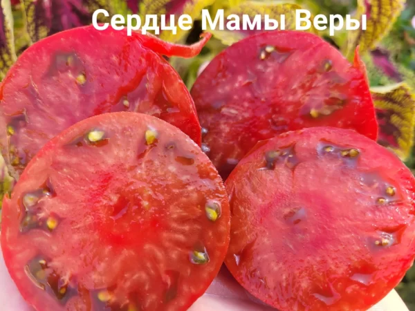 Mother Vera's Heart  Сердце мамы Веры
