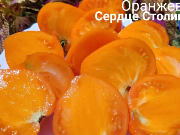 Сердце Столицы Оранжевое — изображение 2