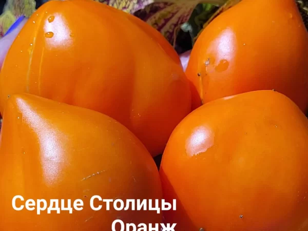 Сердце Столицы Оранжевое