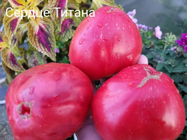 Сердце Титана