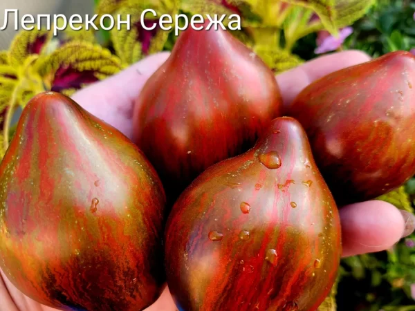 Leprechaun Seryozha   Лепрекон Серёжа