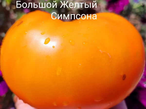 Big Yellow, Simpson (Большой желтый Симпсон), США
