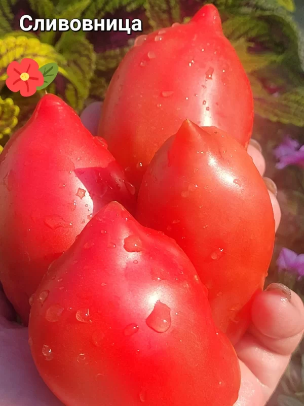 Сливница
