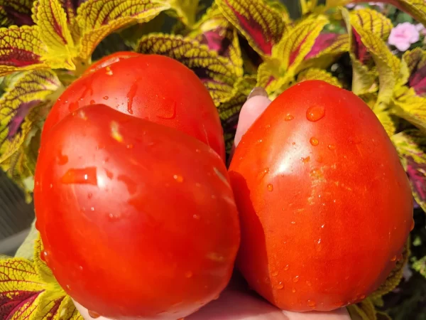 Слоновово сьрце (Слоновье сердце), Болгарія.