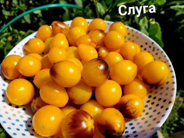 Servant Слуга