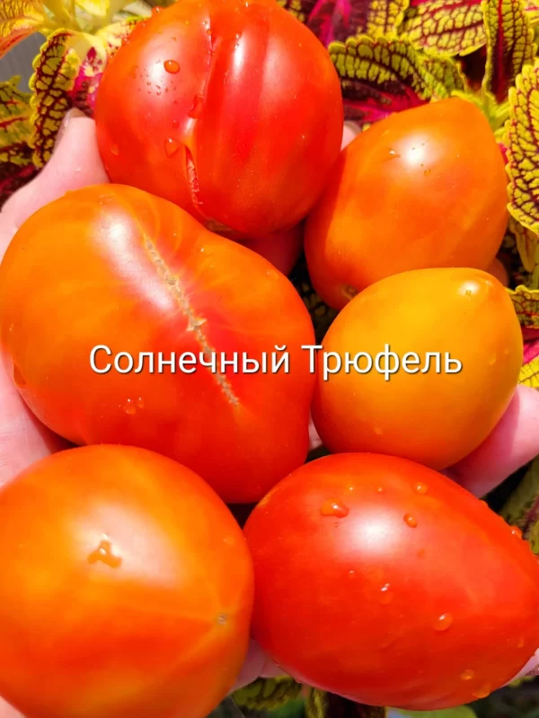 Солнечный Трюфель