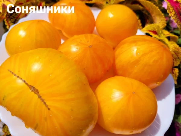 Соняшники (Подсолнечники)