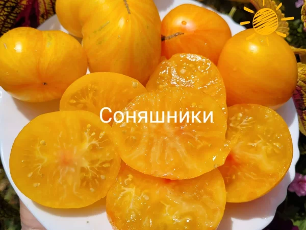 Соняшники (Подсолнечники) — изображение 2