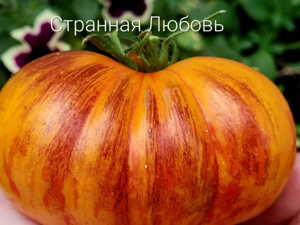 Странная Любовь ( Strangelove, США) — изображение 4