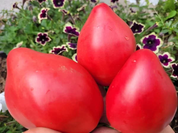 Сердце Грейт