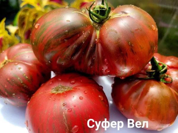Suffer Well  Суфер Велл