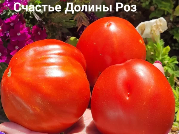 Счастье Долины Роз
