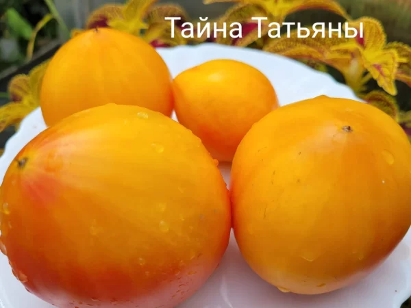 Tatiana's mystery  Татьянина тайна