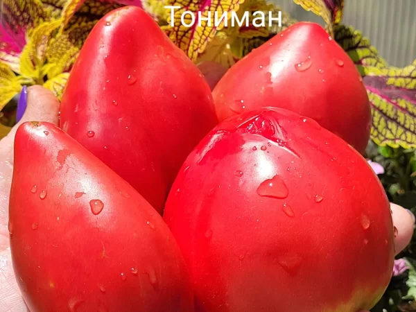 Тониман (Toniman)