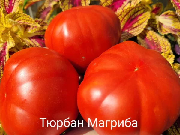 Тюрбан Магриба