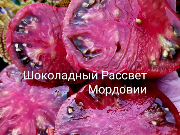 Шоколадный Рассвет Мордовии — изображение 2
