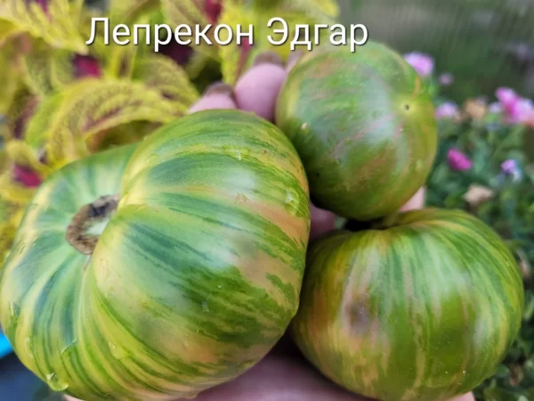 Leprechaun Edgar  / Лепрекон Эдгар